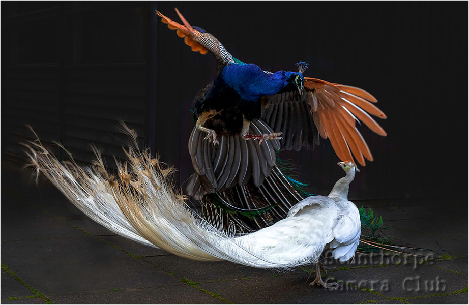 Fighting Peacocks 